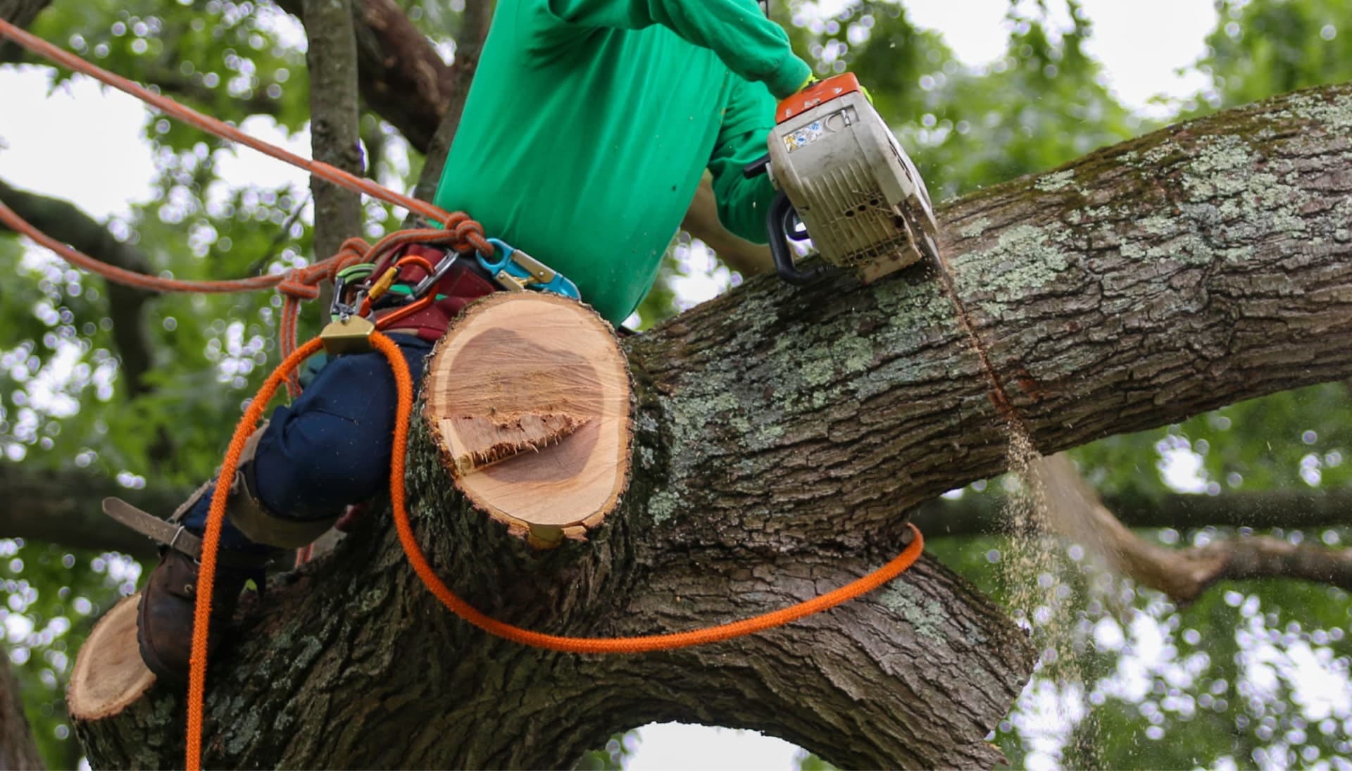 Shed your worries away with best tree removal in Montgomery