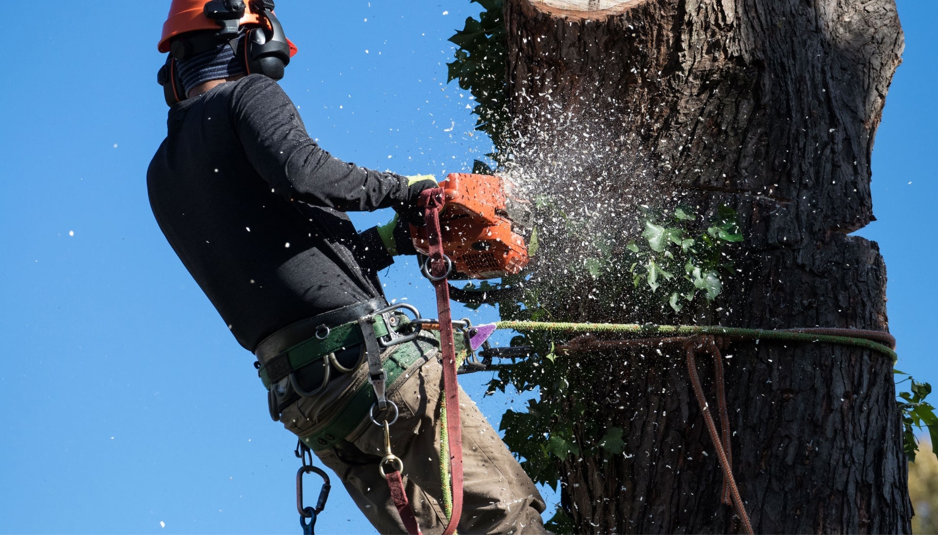 Professional Tree removal solutions in Montgomery
